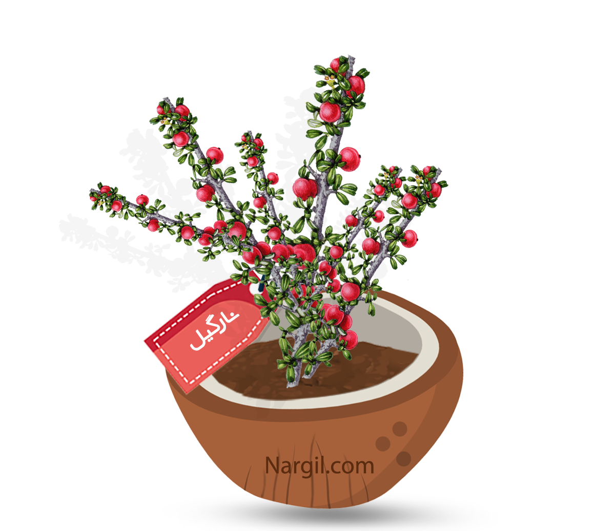  Nargil - rockspray cotoneaster